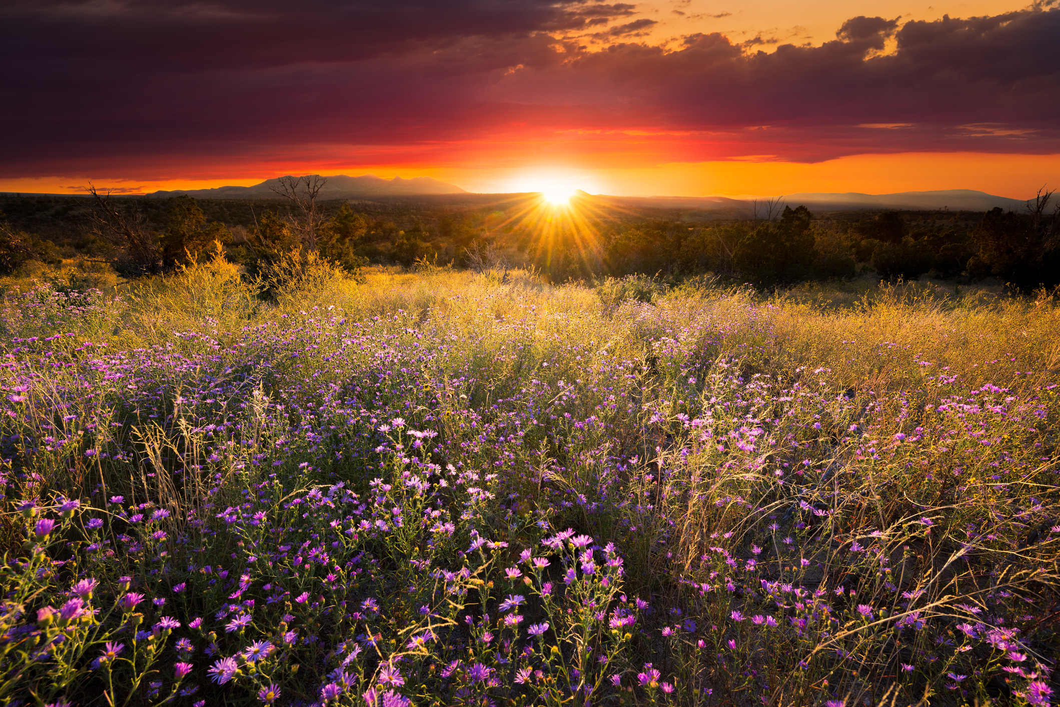 Purple asters buffeted by golden sunset light at Bandelier National Monument, NM